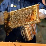 Aj včelie bodnutie môže liečiť