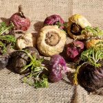 Maca je prírodná viagra. Spoznajte jej účinky!