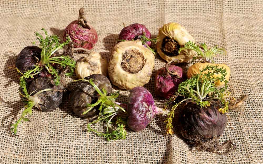 Maca je prírodná viagra. Spoznajte jej účinky!