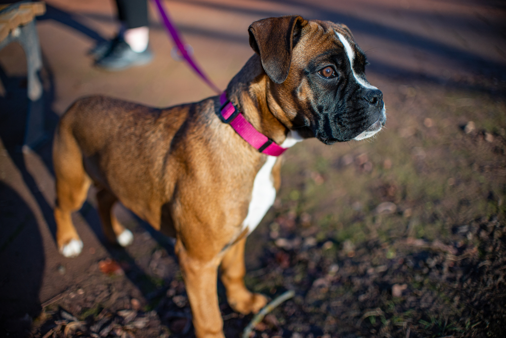 Ako si osvojiť nového člena domácnosti – adopcia z útulku- pes alebo mačka