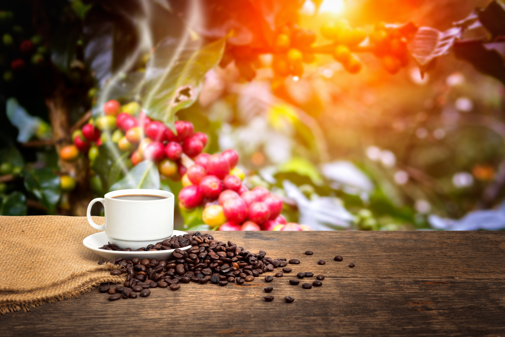 Akú kávu darovať pod stromček?