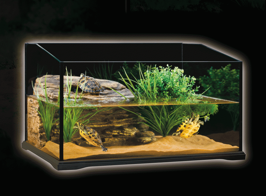 Neviete, ako na chov vodnej korytnačky? Poradíme vám