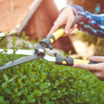 Striháte kríky správne? Vyberte si vhodné záhradnícke nožnice!