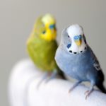 Rozhodli ste sa doma chovať andulky? Pozor na tieto nebezpečenstvá