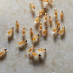 Mravce faraóny – ako sa ich zbaviť?