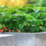 5 výhod vyvýšených betónových záhonov