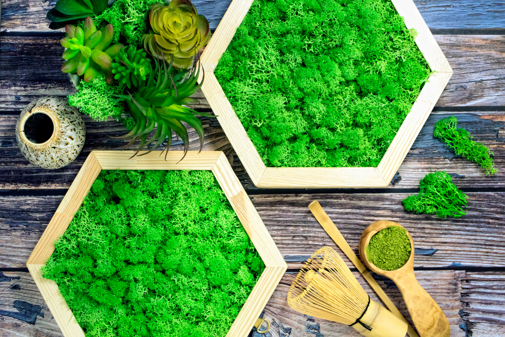 Machový obraz zo stabilizovaného machu zavesený na stene, prinášajúci prírodnú atmosféru do moderného interiéru.